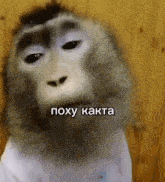 a close up of a monkey 's face with the words poxy kakta on it .