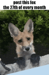 a picture of a fox with the text post this fox the 27th of every month