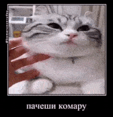 a person is petting a white cat in a frame with a caption in russian .