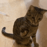 Kiji Kiji Cat GIF - Kiji Kiji Cat Having Fun And Playing GIFs