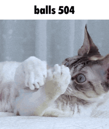 a cat laying on its back with the words balls 504 above