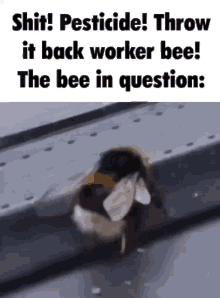 Bee Twerk GIF - Bee Twerk GIFs