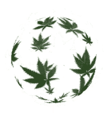 marijuana weed