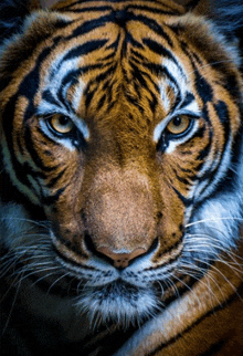 Tiger GIF - Tiger GIFs