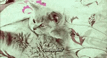 Facepalm Cat GIF - Facepalm Cat GIFs