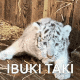 a picture of a white tiger cub with ibuki taki written above it