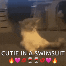 a cat in a swimsuit with hearts and wine glasses around it