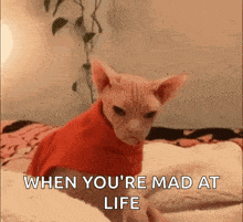 Grumpy Mad GIF - Grumpy Mad Angrycat GIFs