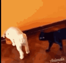 Cachorro Gato GIF - Cachorro Gato GIFs