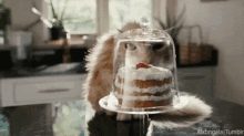 Cats Stalk GIF - Cats Stalk Cake GIFs