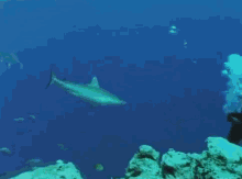 Duck Attenborough, It'S A Shark! GIF - Marine Attenborough Ocean GIFs