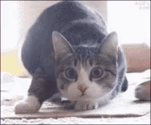 Cat Wiggle Shaq GIF
