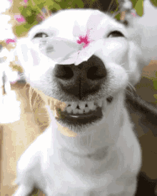 Hi Doggo GIF - Hi Doggo Smile GIFs