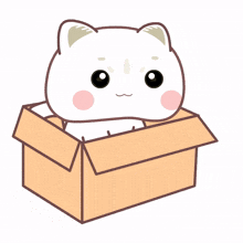 cat kitty cute white gift