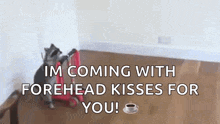 a raccoon is sitting on a red scooter with the words `` im coming with forehead kisses for you '' below it .