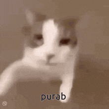 a close up of a cat 's face with the words purab written on it .