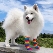 Doggo Rainbow Socks GIF - Doggo Rainbow Socks Rainbow Socks GIFs