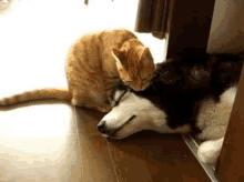 Pet Cat GIF - Pet Cat Dog GIFs