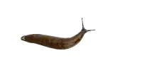 a snail is crawling across a white background