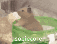 Sodiecore Sodie Hamster GIF