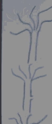 a drawing of a tree without leaves is on a piece of paper