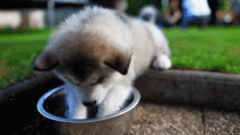 Puppy Waterbowl GIF