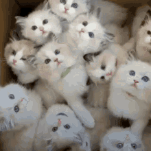 Cute Cats GIF - Cute Cats Pet GIFs
