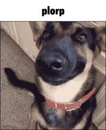 Plorp Dog GIF - Plorp Dog Funny GIFs