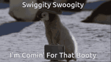 Booty Swiggity Swoogity Coming For That GIF - Booty Swiggity Swoogity Coming For That GIFs