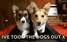 Dogs Doggo GIF - Dogs Doggo Dog GIFs
