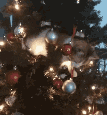 Ro Christmas Cat Tree GIF - Ro Christmas Cat Tree GIFs