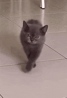 Creeping Cat Cute Kitten Cute GIF
