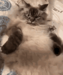 Fofura é A Mãe / Gatinho Irritado GIF - Angry Cat Cuteness GIFs