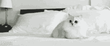 Cat White Cat GIF - Cat White Cat Bed GIFs