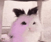 a white rabbit with black ears is being petted by a person 's hand