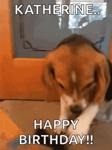 a dog is playing with a toy and saying happy birthday .