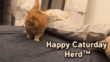 Happy Caturday Happy Caturday Herd GIF - Happy Caturday Caturday Happy Caturday Herd GIFs