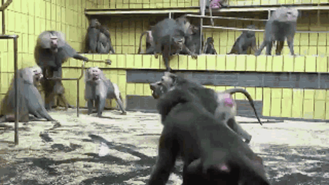 monkey-fighting.gif