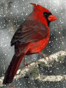 Cardinal Snowing GIF - Cardinal Snowing Winter GIFs