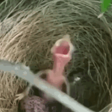Bird Screaming GIF - Bird Screaming GIFs