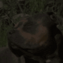 a close up of a brown and black dog with its eyes closed .