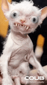 a hairless cat with big eyes and sharp teeth is being held in someone 's hands