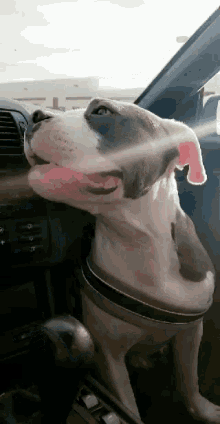 Cute Puppy GIF - Cute Puppy Driving GIFs