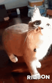 a cat with a butterfly on its ear and the word ribbon on the bottom