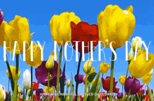 Happymothersday Flowers GIF - Happymothersday Flowers Tulips GIFs