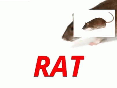 Rat 