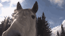 Horse Sniff GIF - Horse Sniff Sniffe GIFs