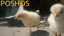 Poshos Chicken GIF - Poshos Chicken Chickens GIFs