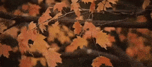 a close up of a tree branch with orange leaves on it