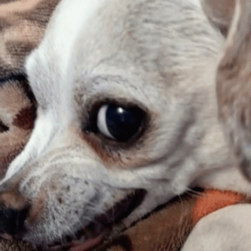 Disappointment Dog GIF - Disappointment Dog Really - Discover & Share GIFs